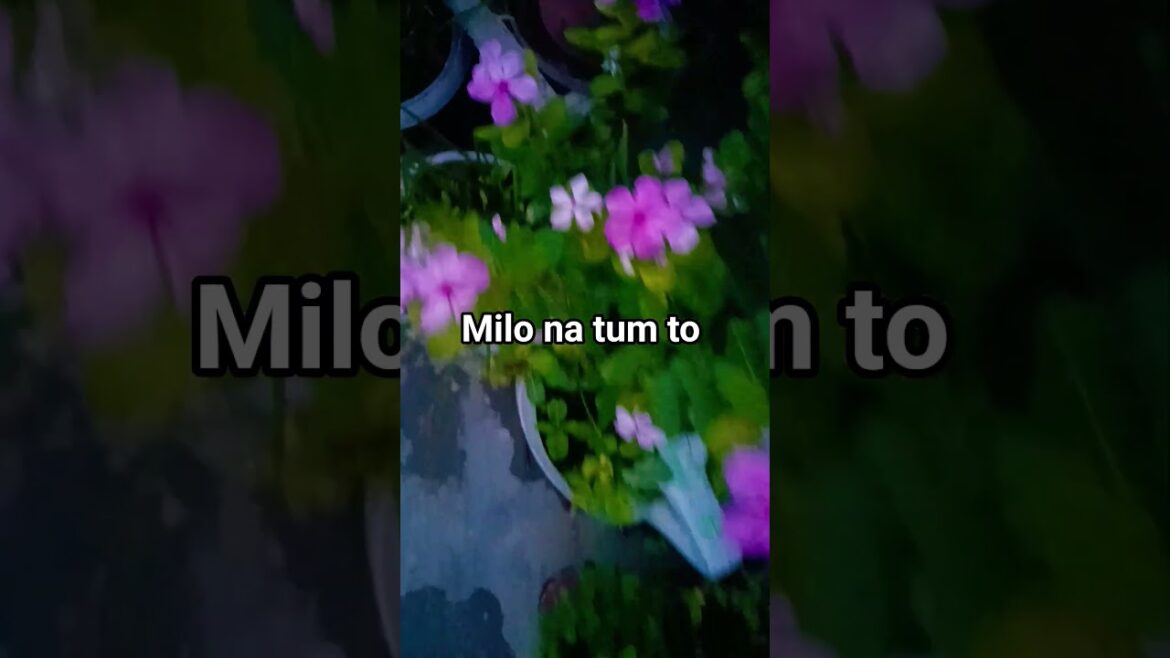 milo na tum to #trending #flowers #gardenflowers #gardendesign #love
