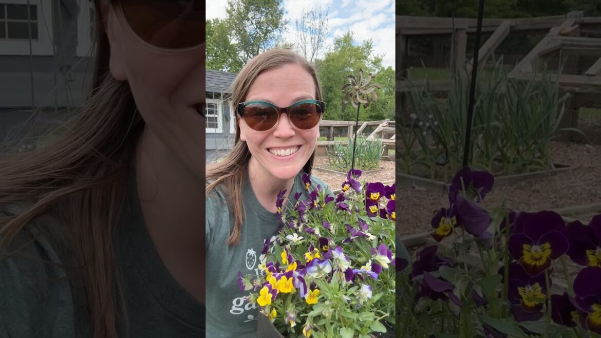 Garden Project! #growyourownfood #garden #gardening #homegardening #gardentips #harvest Garden Project! #growyourownfood #garden #gardening #homegardening #gardentips #harvest