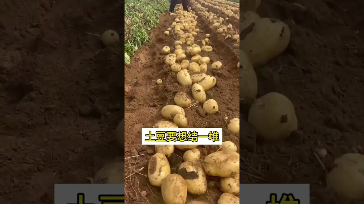 Top 10 Quick & Profitable Vegetable Cultivation Tips Top 10 Quick & Profitable Vegetable Cultivation Tips