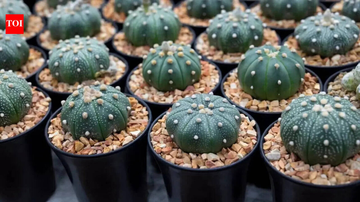 These plants are banned from being grown in US gardens These plants are banned from being grown in US gardens
