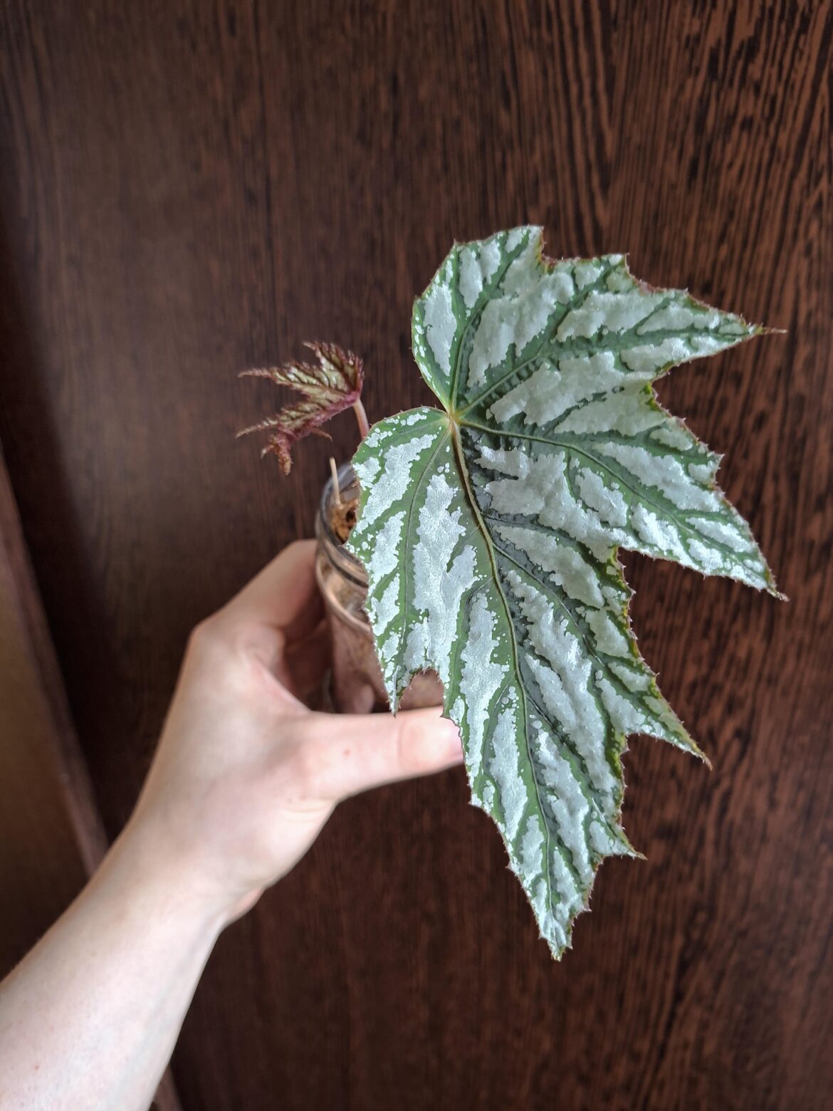 Can anyone help me id this begonia?