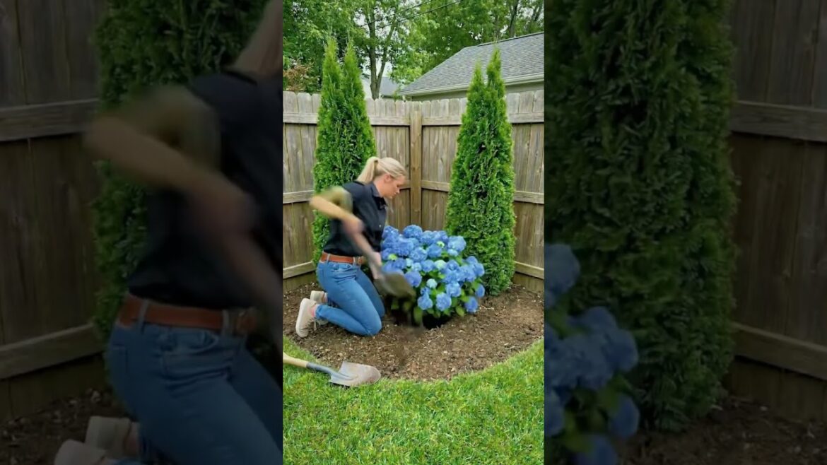 Nobody Expected This From The Same Corner 🤯The right layout changes everything. YardTransformation Nobody Expected This From The Same Corner 🤯The right layout changes everything. YardTransformation