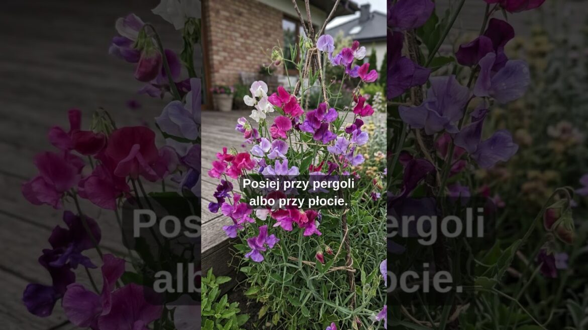 3 polecane kwiaty jednoroczne 3 polecane kwiaty jednoroczne