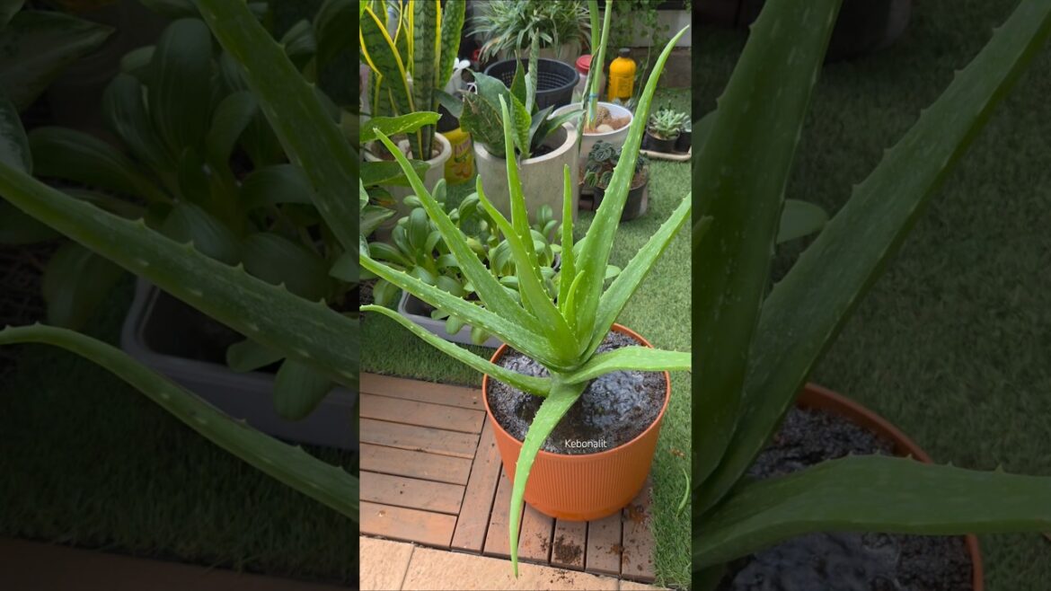 Growing Big & Healthy‼️ Aloe Vera Repotting 🪴✨