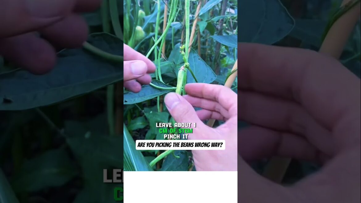 The right way to pick up beans #shorts #gardeningtips #homegarden