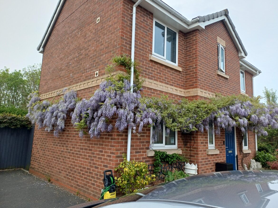 My wisteria is real & not a i My wisteria is real & not a i