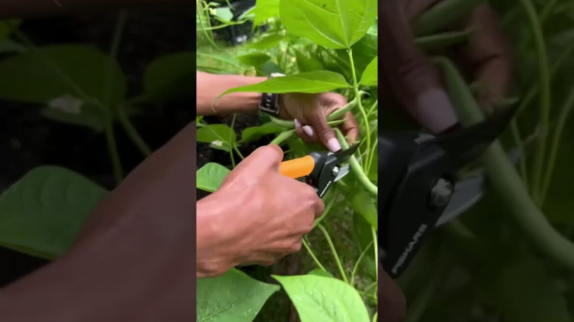 Container Green Beans Are PRODUCING π±π₯ Container Green Beans Are PRODUCING π±π₯