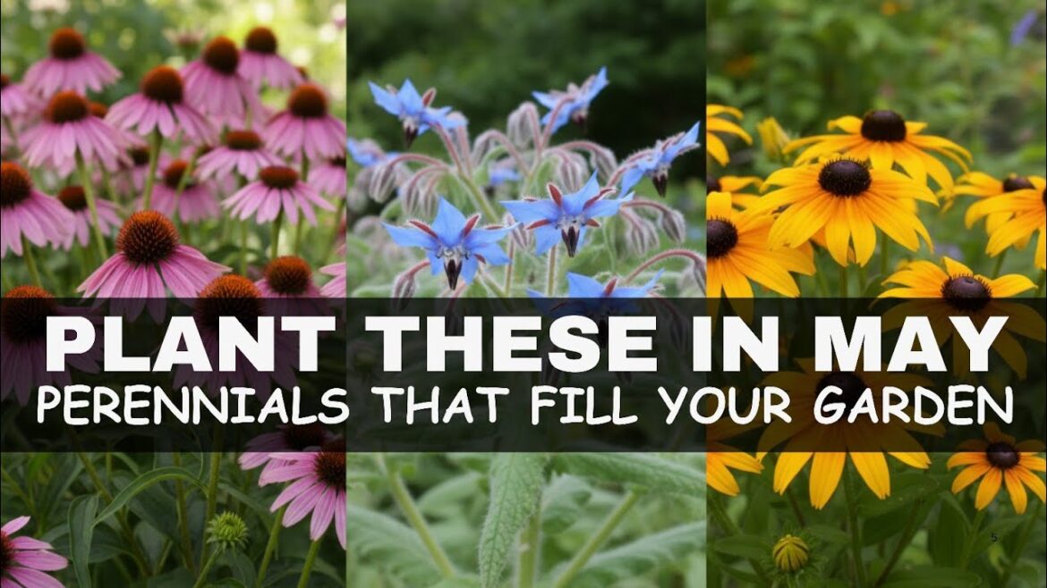 Plant These in MAY! 15 Self-Seeding Perennials That Fill Your Garden Forever
