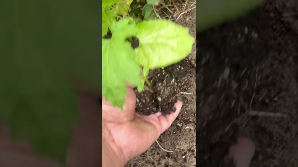 Plant today, believe in tomorrow #gardening #backyardvegetablegarden #bittermelon