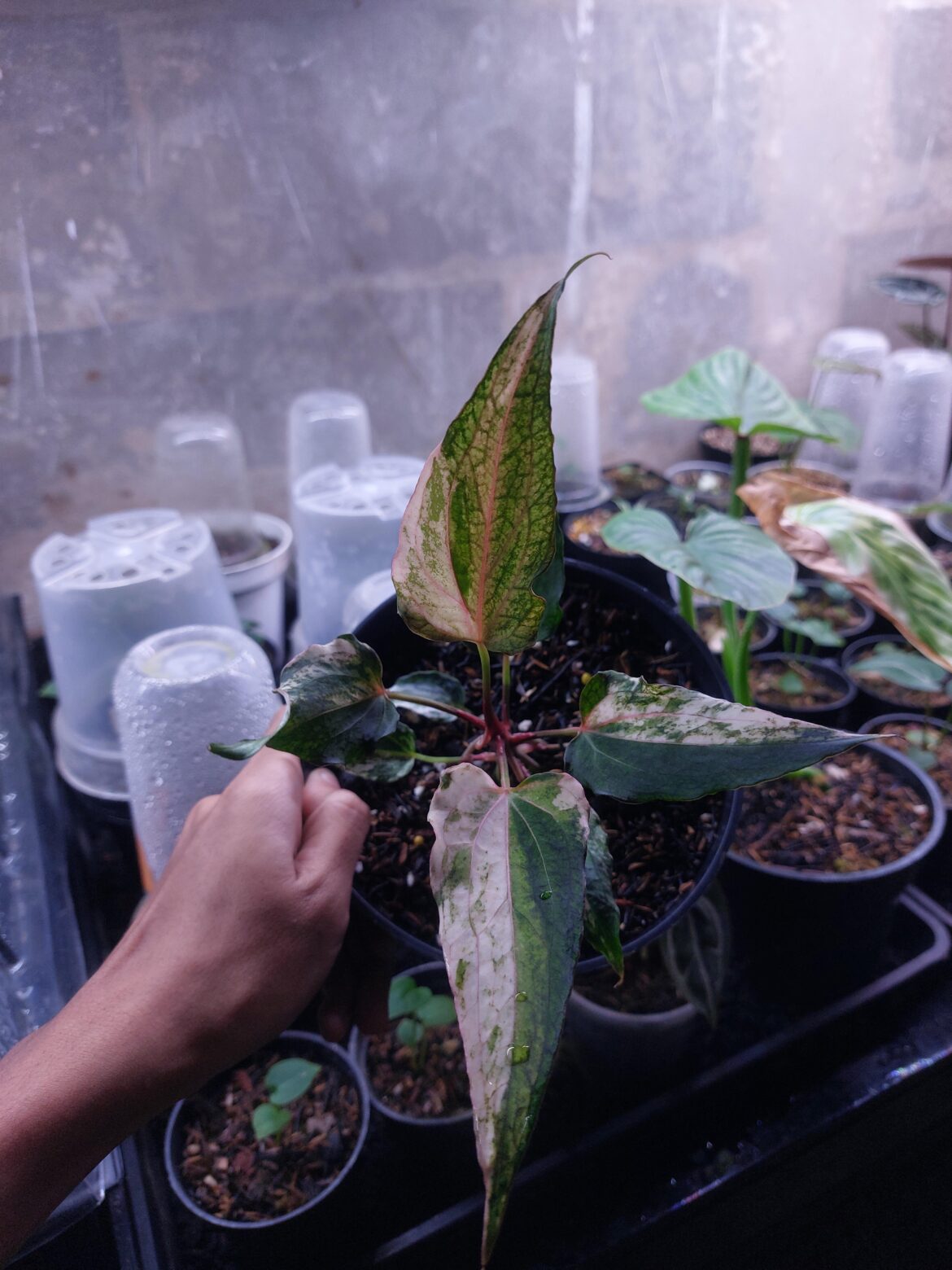 Anthurium variegated