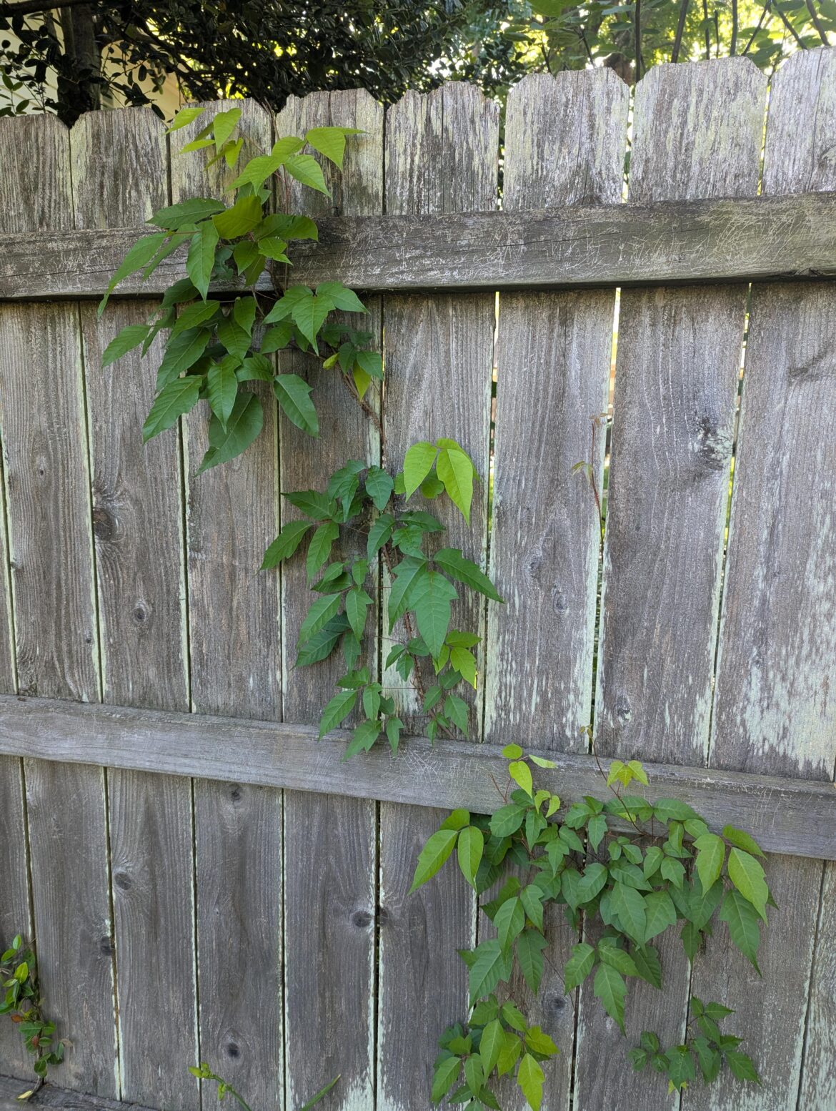 Is this poison ivy? Should I leave it alone or try to get rid of it