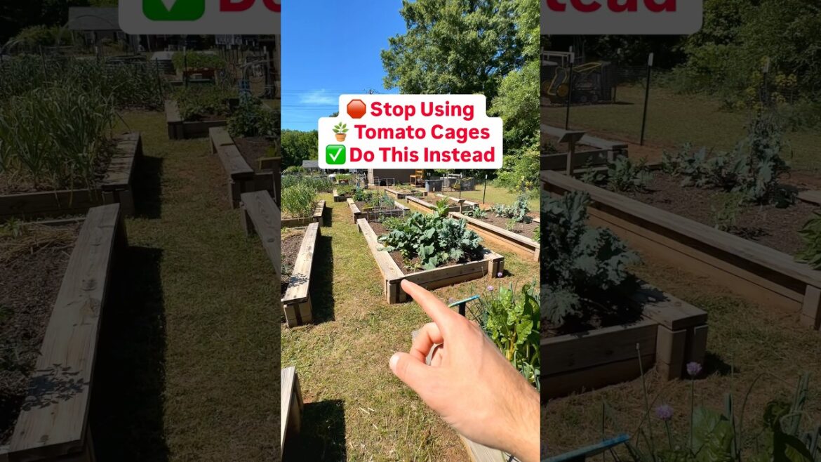 Stop using tomato cages, and do this instead #garden ￼#tomatoes #growyourownfood #gardentips