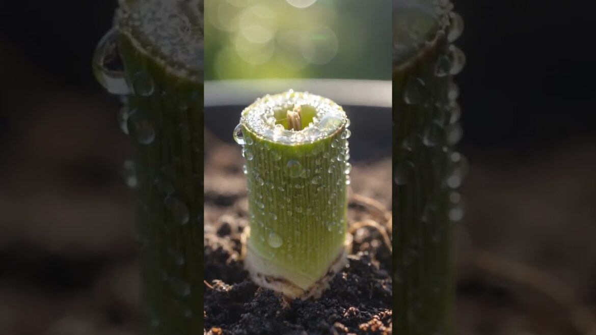 Pulling Up Bean Roots? Stop Doing THIS! | Gardener's Tips #gardenhacks #garden #садоводничество