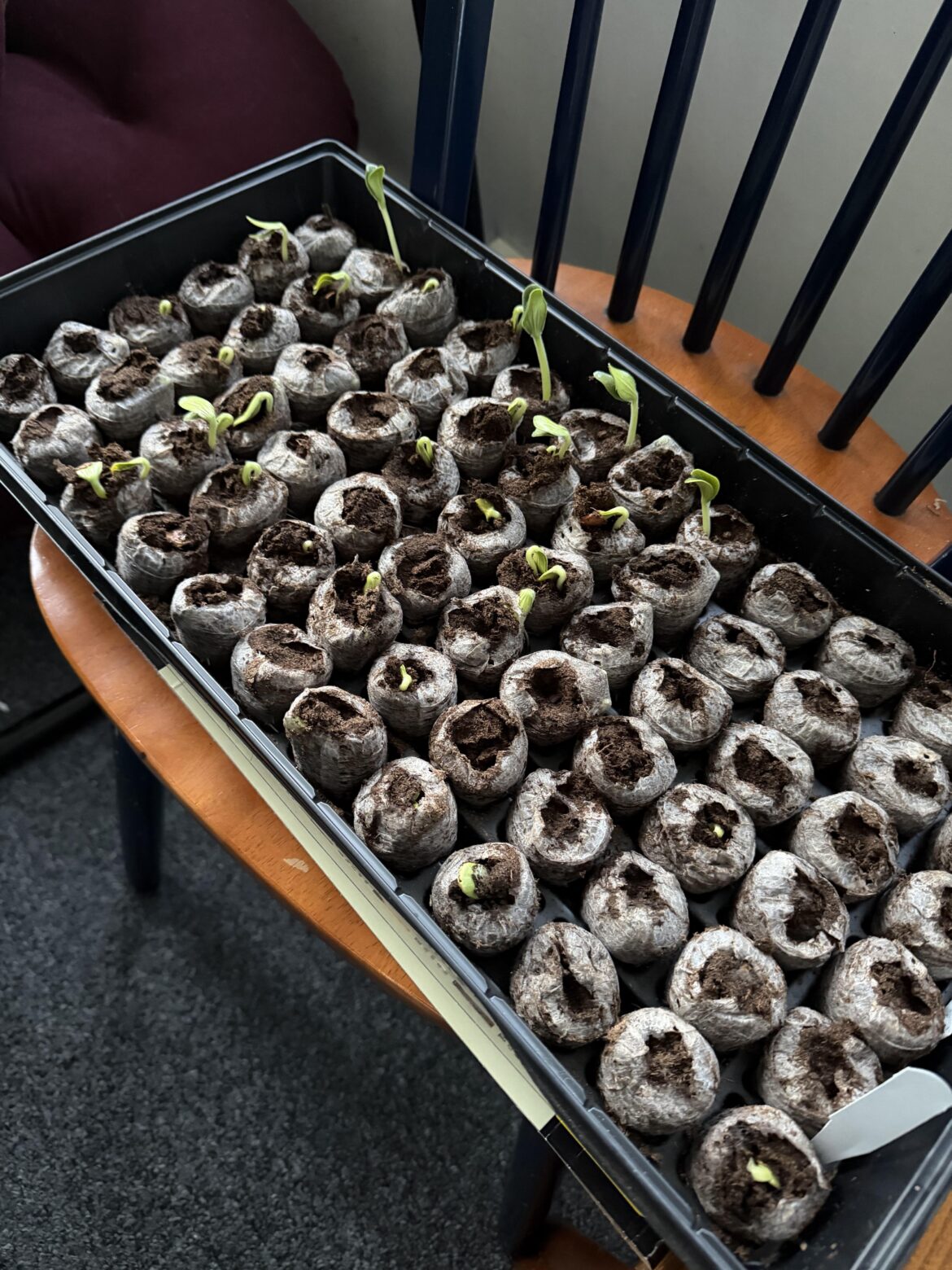 My dad very recently passed away, but started growing these pumpkins. My dad very recently passed away, but started growing these pumpkins.