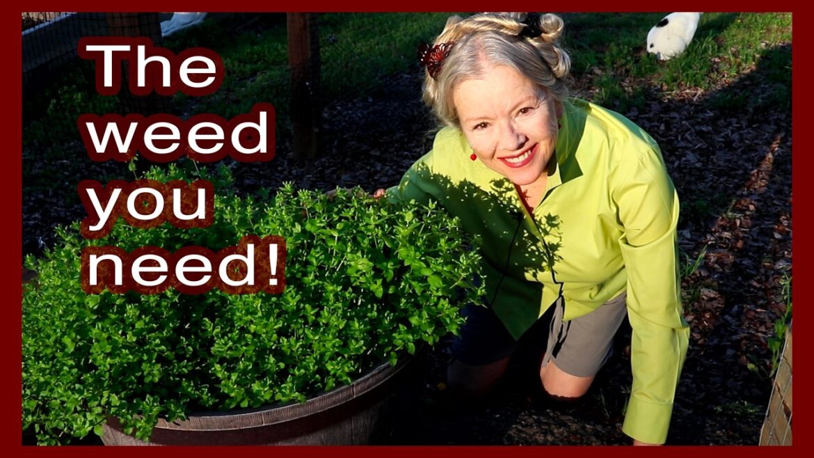 Kaye Kittrell: MEDICINAL CHICKWEED | Benefits + How to make tincture! MEDICINAL CHICKWEED | Benefits + How to make tincture!
