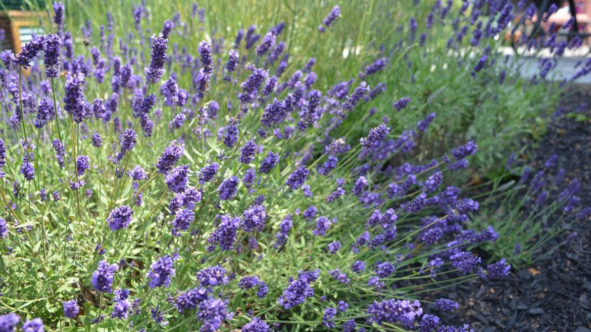 Lavender owners urged to do 1 simple task aside from pruning before summer Daily Mirror