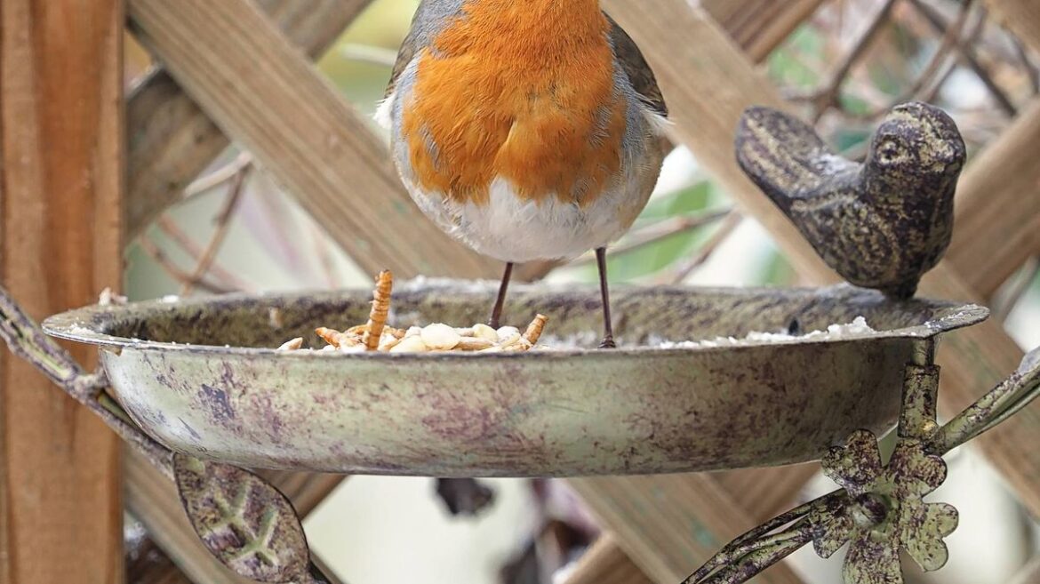 RSPB issues immediate ‘pause’ advice on feeding birds Daily Mirror