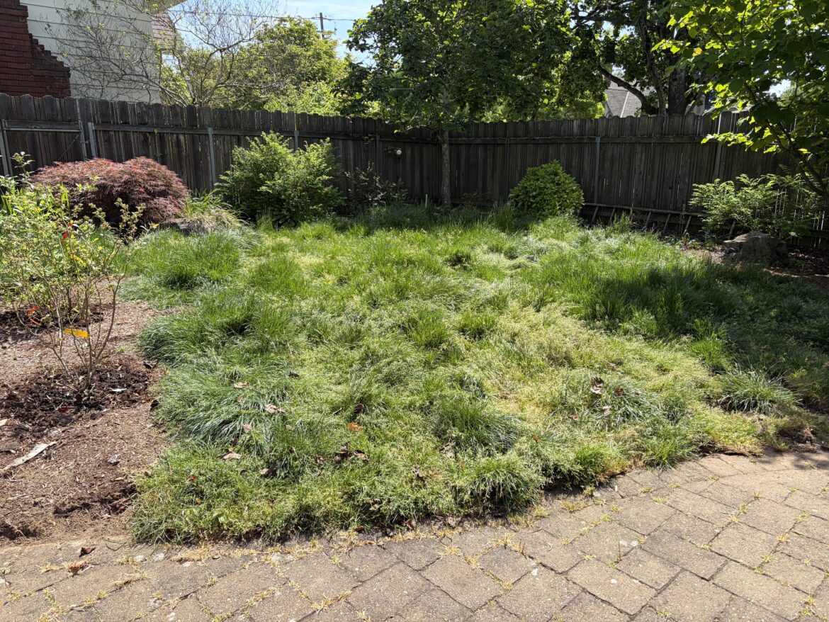 Using fire to remove grass? Using fire to remove grass?