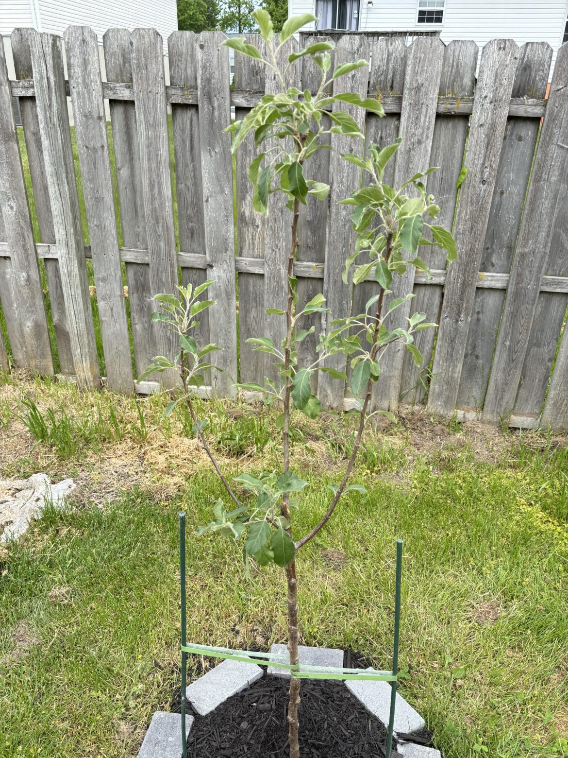 any tips on my apple tree?