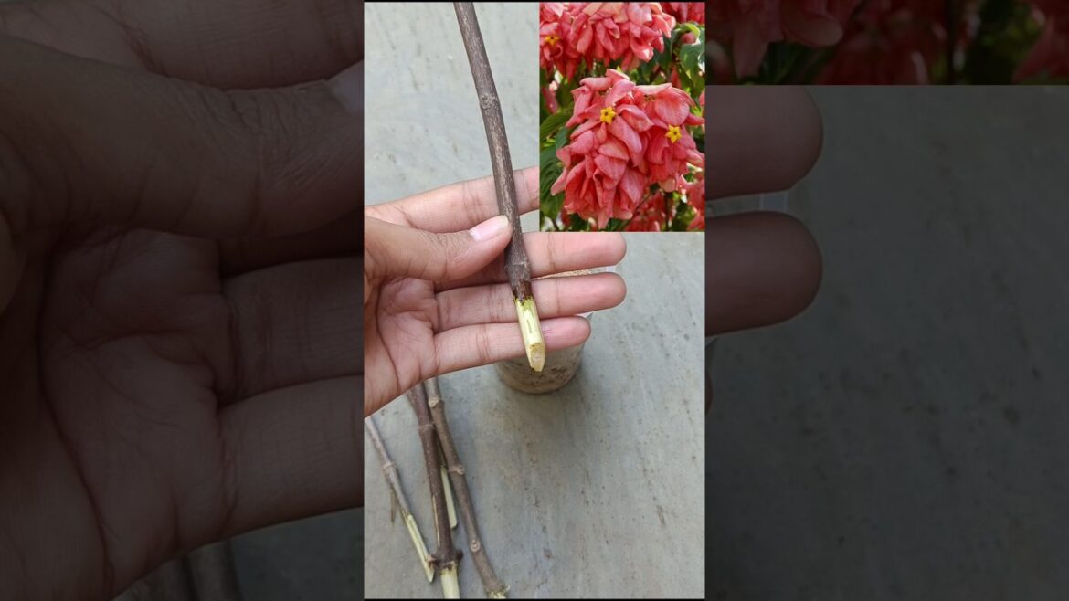 How to propagate a mussaenda plant? 🪴 #gardening #terracegardenindia #ytshorts #viral #cute #nature How to propagate a mussaenda plant? 🪴 #gardening #terracegardenindia #ytshorts #viral #cute #nature