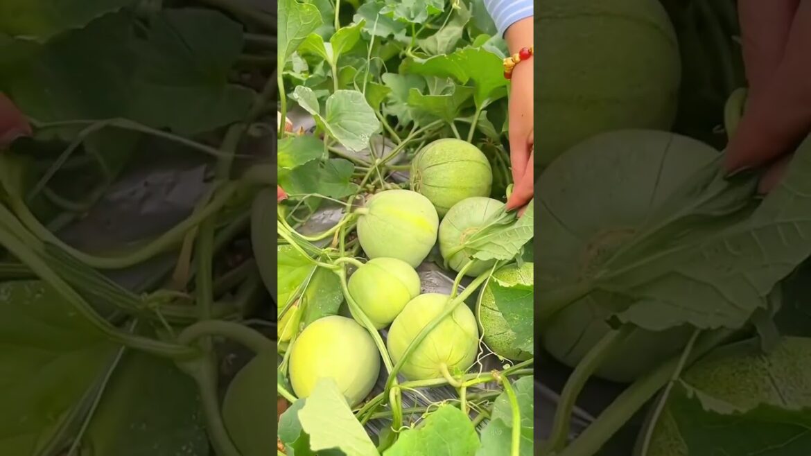 Missing This Melon Technique Costs You Hundreds #gardening #tips Missing This Melon Technique Costs You Hundreds #gardening #tips