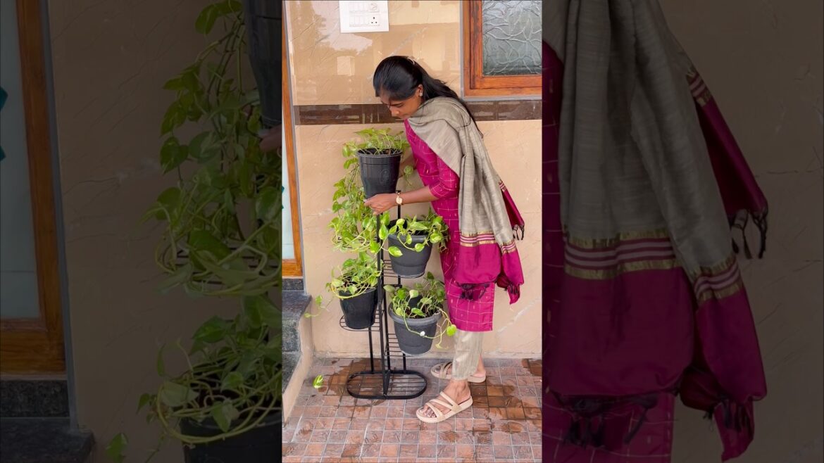 Minivlog#302||🙋🏼‍♀️Gardening Stand||May07 #familyvlog#home#moneyplant #gardeningtips#vlog#minivlog