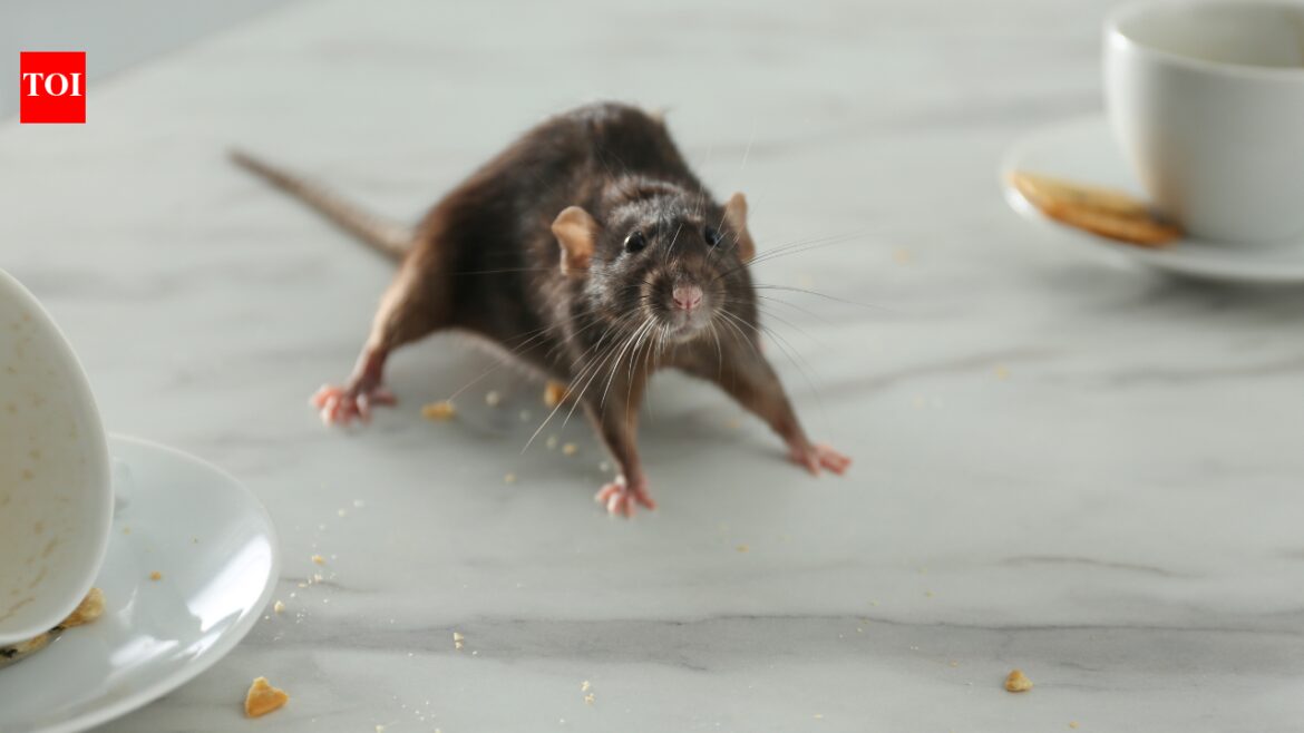 Can common mice found in homes and gardens spread hantavirus Can common mice found in homes and gardens spread hantavirus