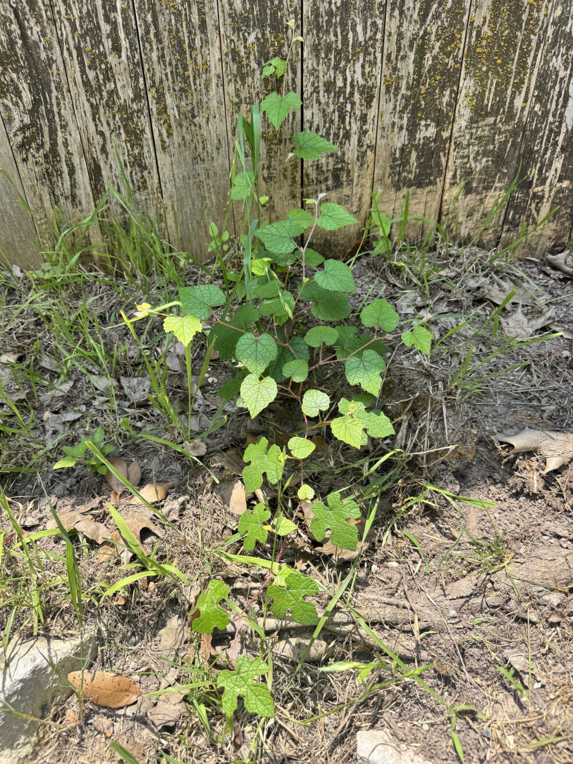 Grapevine?