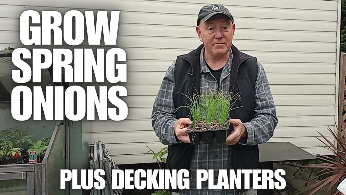 Grow Container Spring Onions Plus Decking Planters [Container Gardening ]
