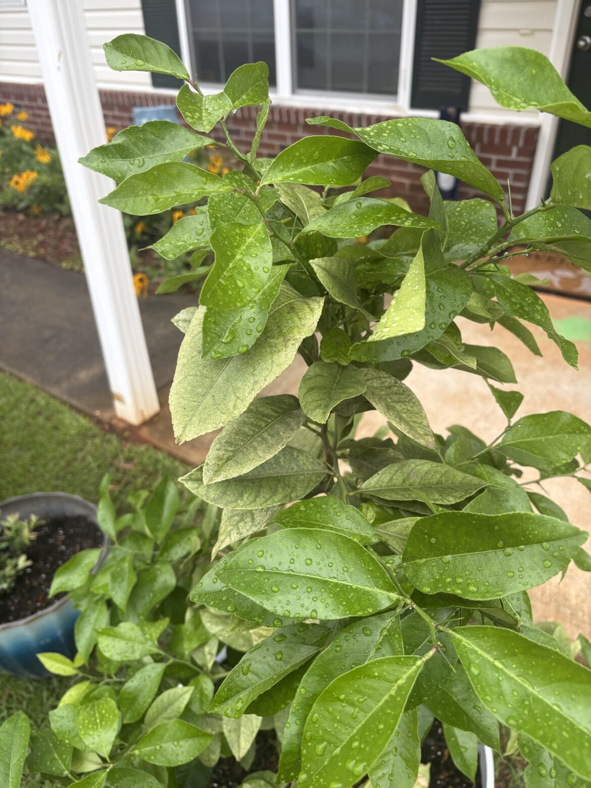 Lemon tree