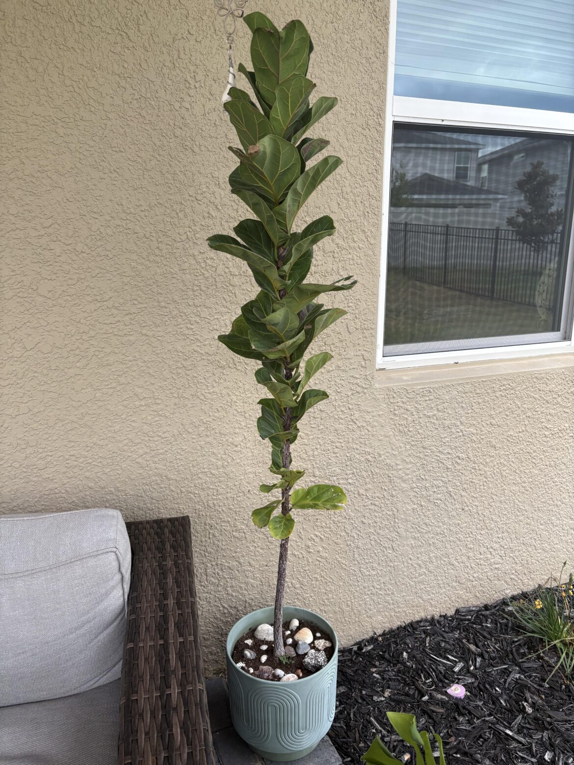 Fiddle leaf Funk