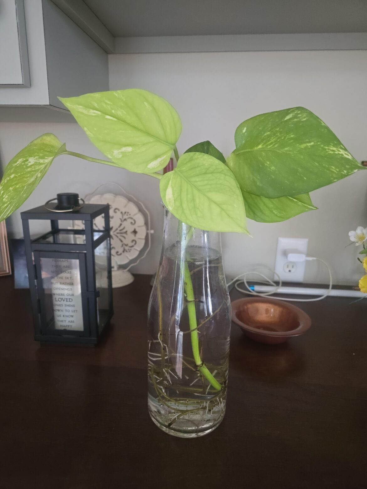I have acquired a second pothos! I have acquired a second pothos!