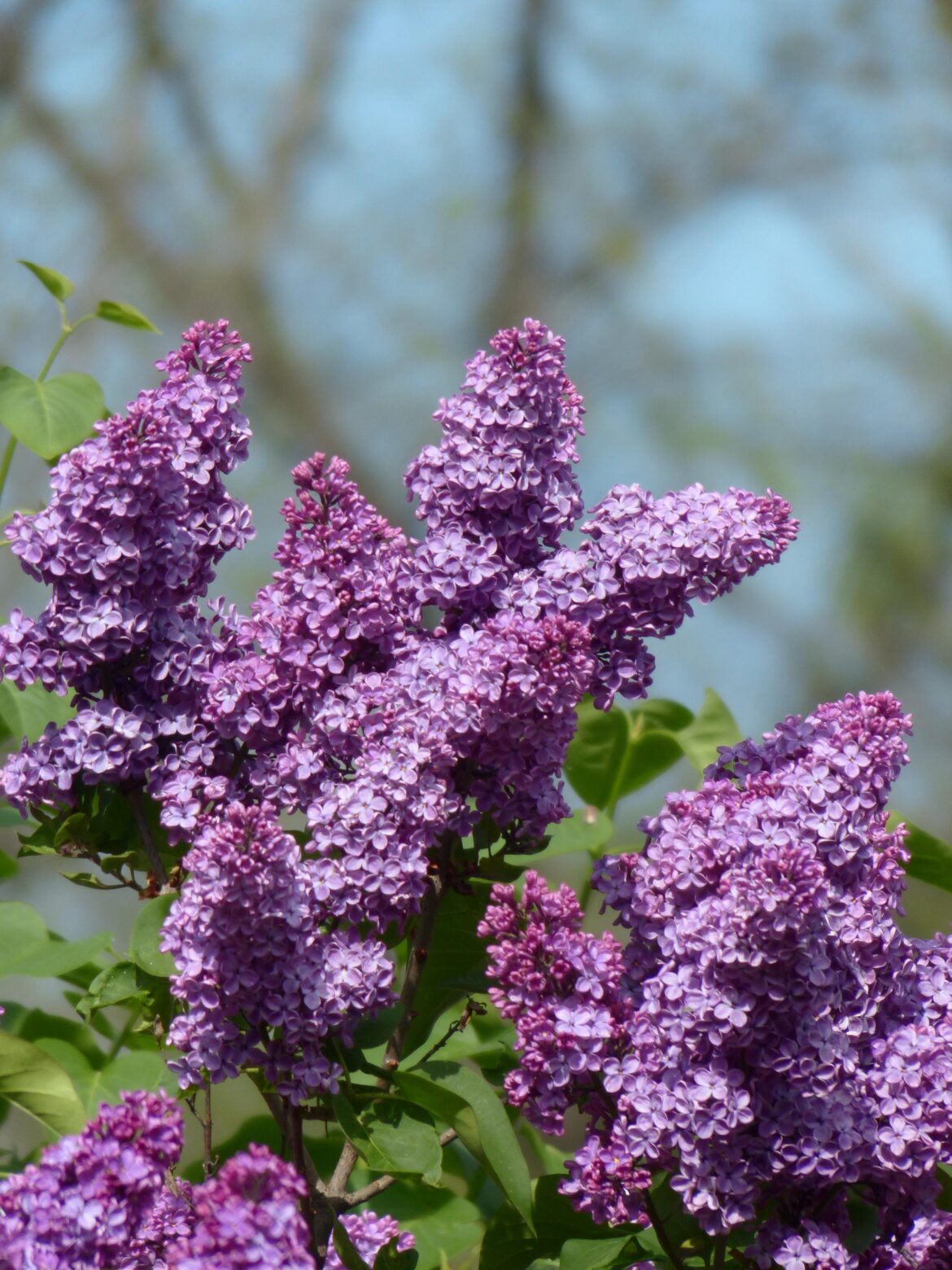 The lilac season in Kyiv is truly magical. [OC]