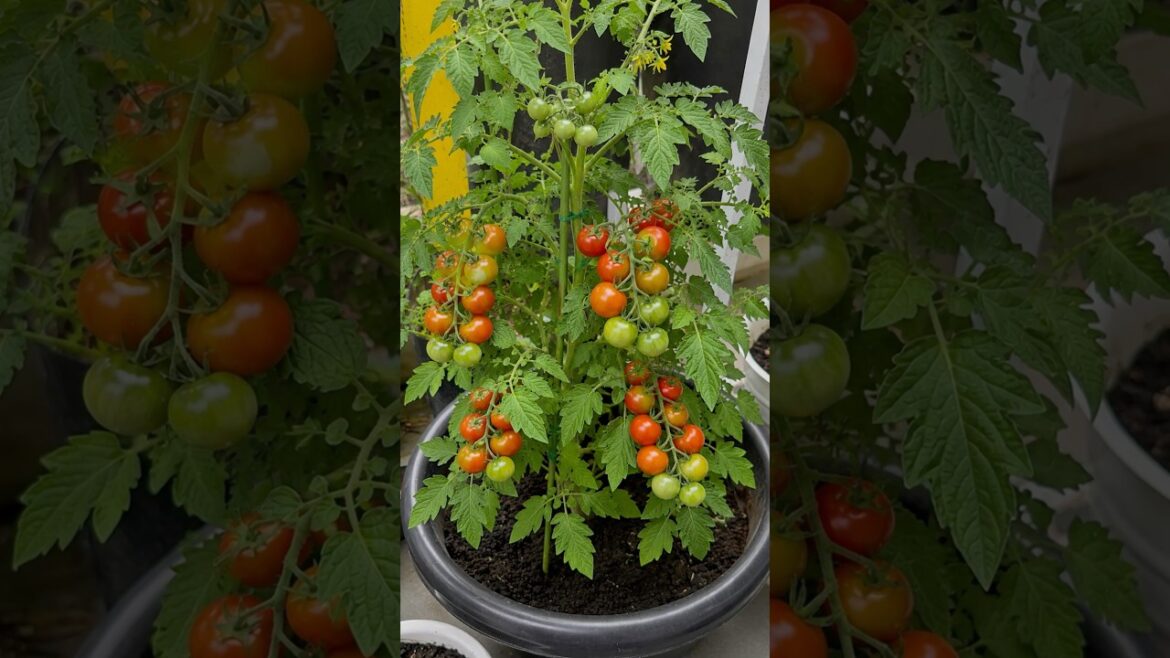 Transplanting Tomato Seedlings Into Bigger Pots 🍅 #gardening #plants #homegarden