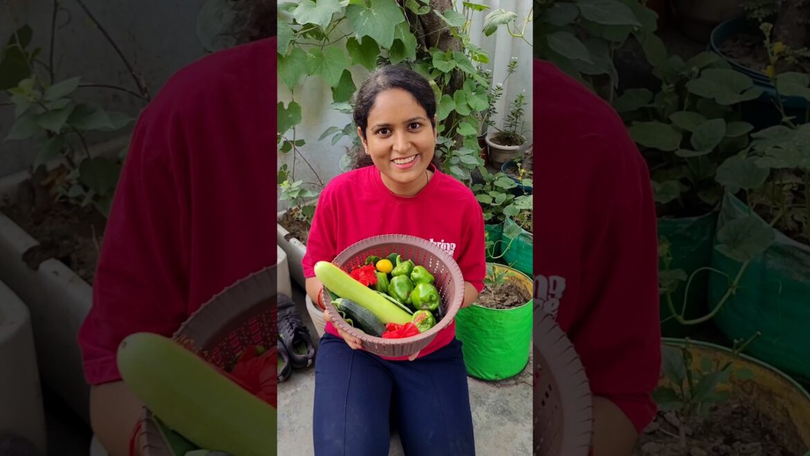 घर पर उगाई ताजी सब्जियां #ytshorts #gardening #harvest #farming #youtube