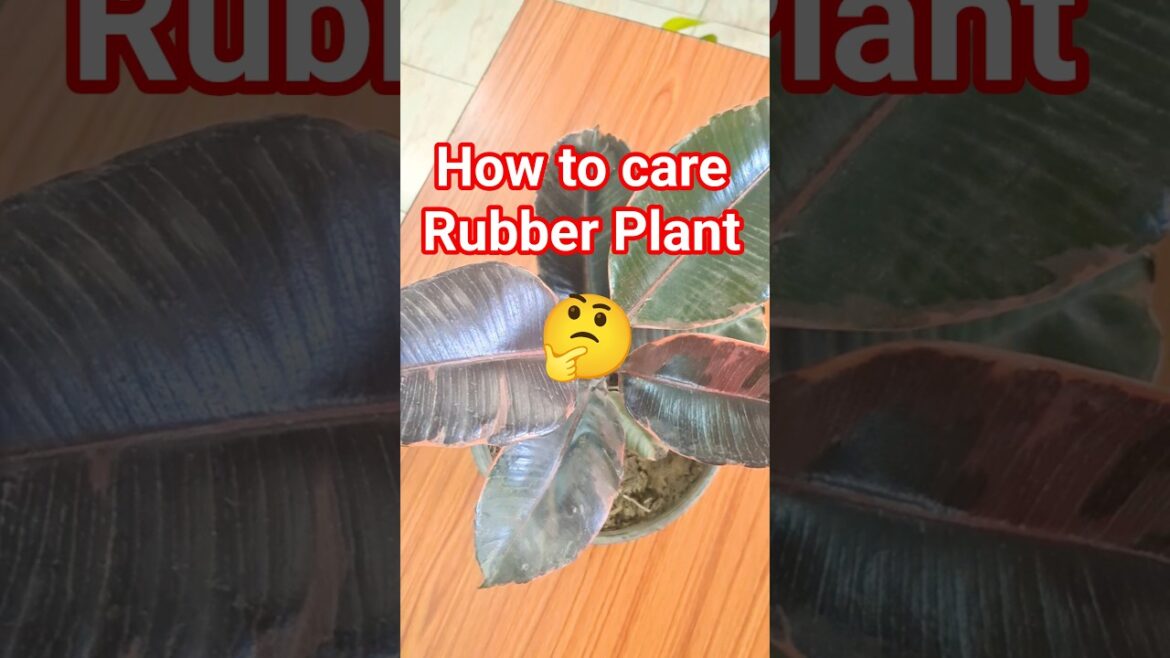 How to Care Rubber Plant π€πΏ#plants #shortsfeed #ecoplant #terracegardenindia #trending #gardening How to Care Rubber Plant π€πΏ#plants #shortsfeed #ecoplant #terracegardenindia #trending #gardening
