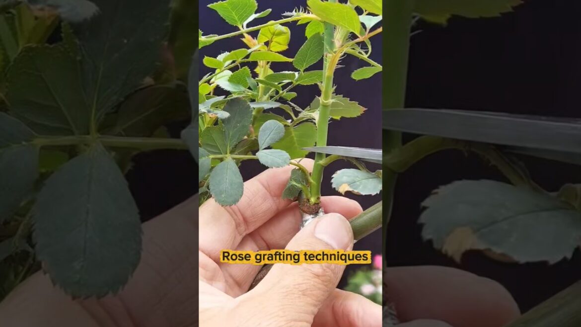 Complete rose grafting techniques #farmingtips #gardeningtips