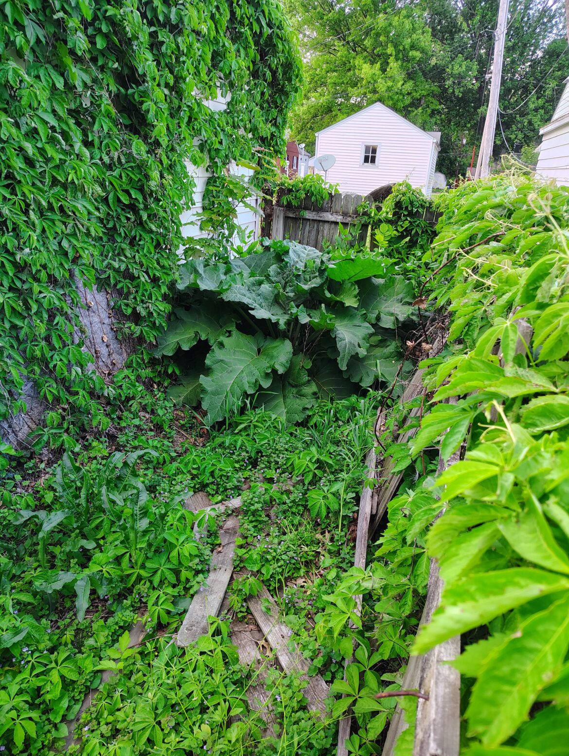 Behind my garage (can I just mow it down?)