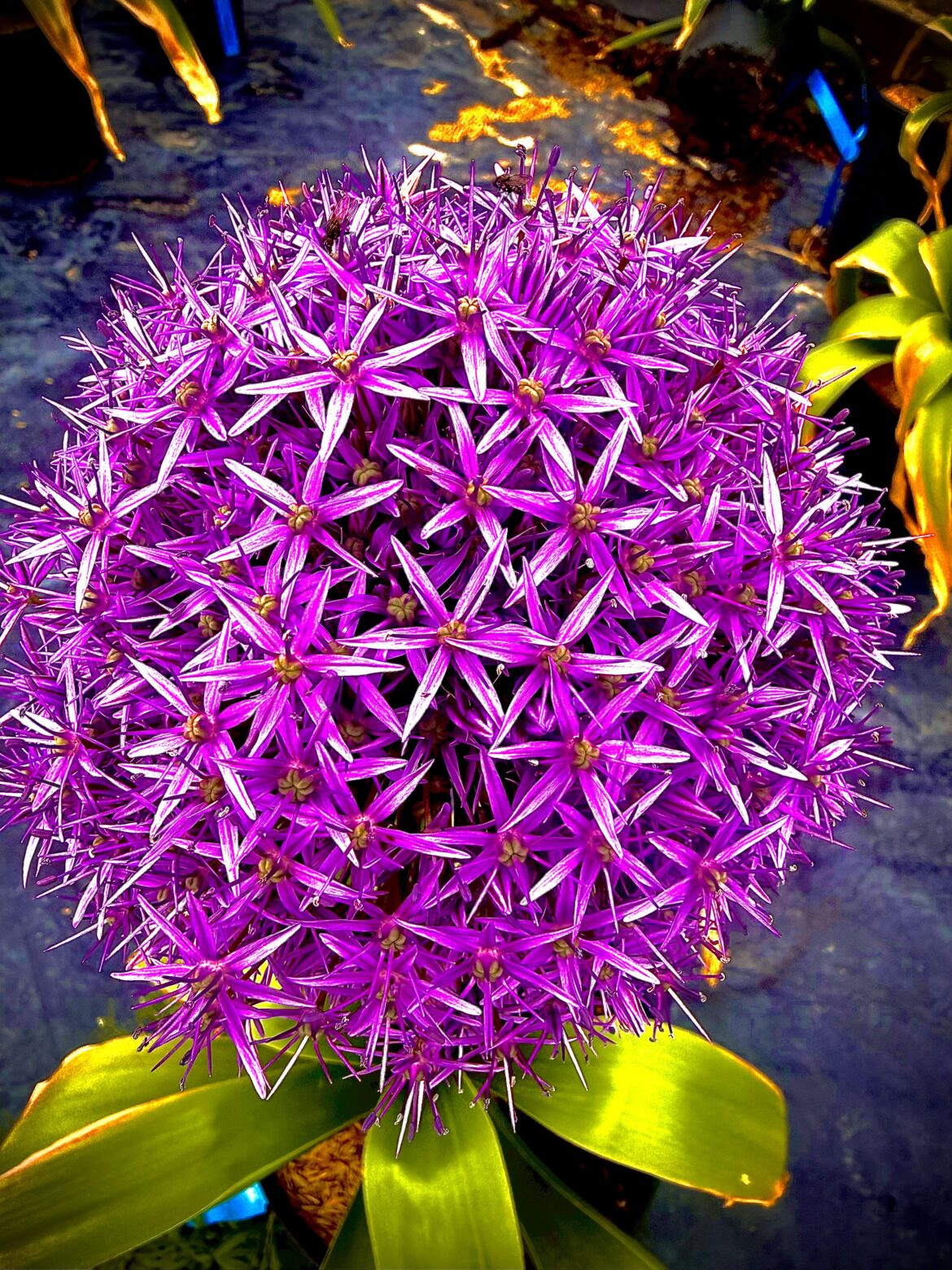 Found this insane purple bloom today 💜” Found this insane purple bloom today 💜”