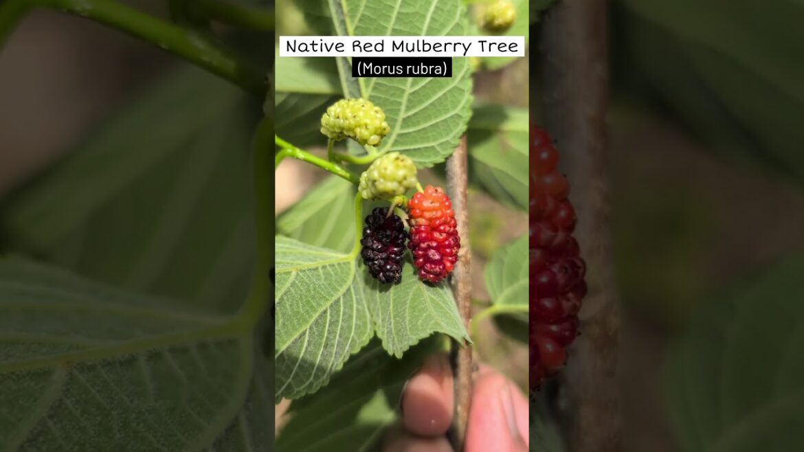 Native Red Mulberry Tree (Morus rubra) Native Red Mulberry Tree (Morus rubra)