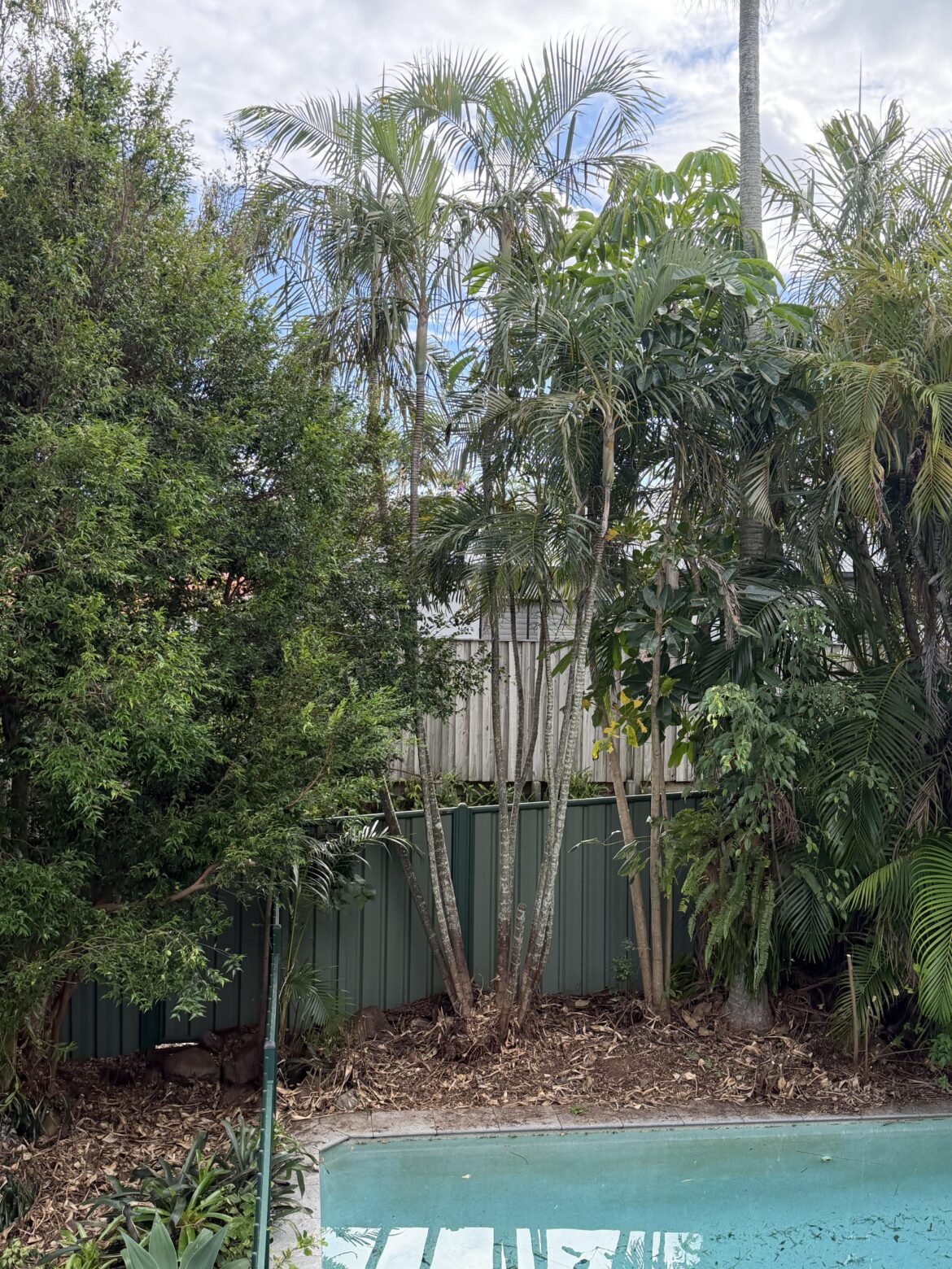 What palm is this please?