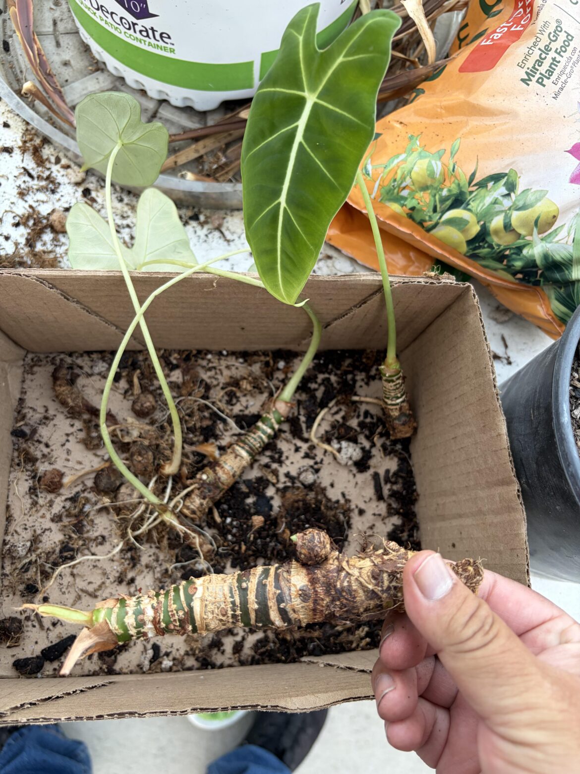 Alocasia Frydek?