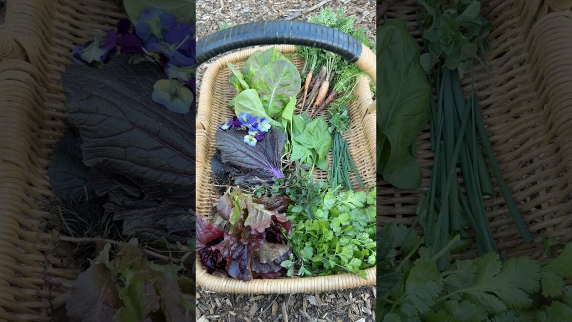 Spring Harvest #harvest #garden #growyourownfood #gardening #homegardening #backyardgarden