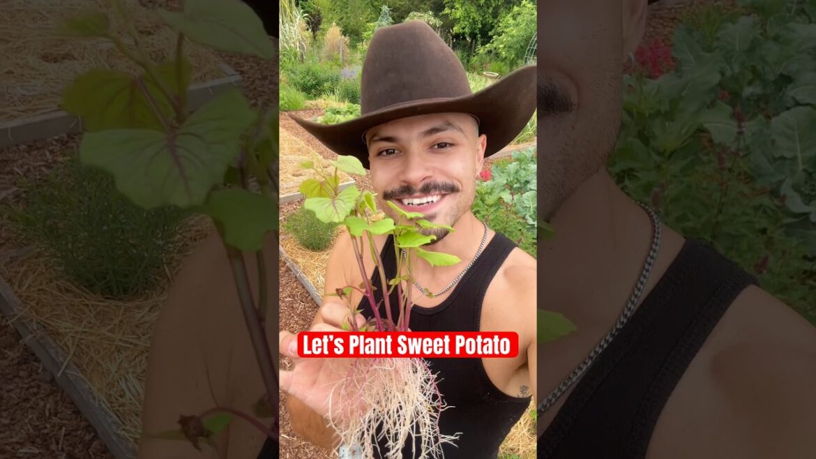 Let’s plant sweet potatoes! 🤠🍠✨#garden #farmlife #growyourownfood