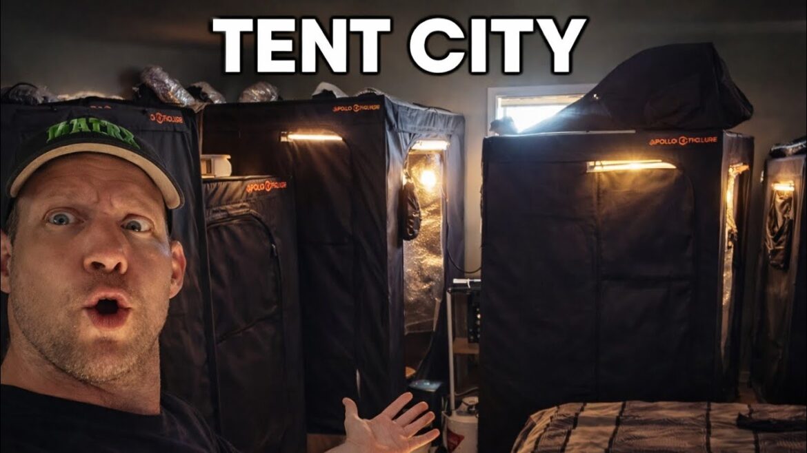 My Future Plans… + FULL Tent City Tour (Spiderfarmer Setup) My Future Plans… + FULL Tent City Tour (Spiderfarmer Setup)