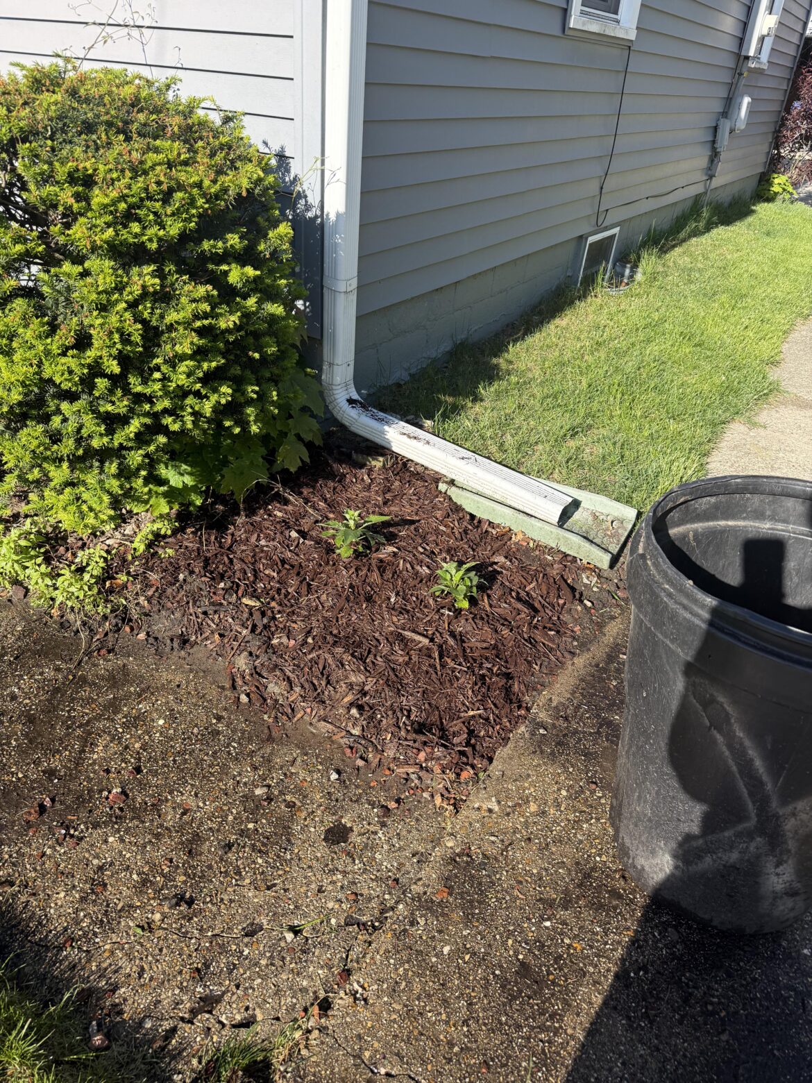 mystery dahlias/first timer mystery dahlias/first timer