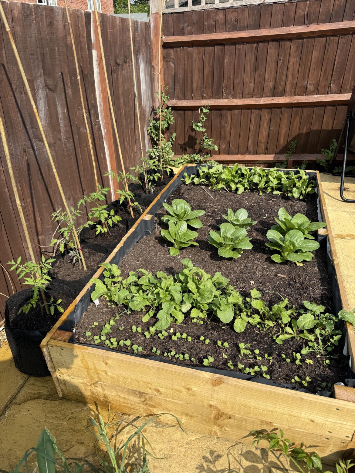 The tomatoes (black cherry) are out!