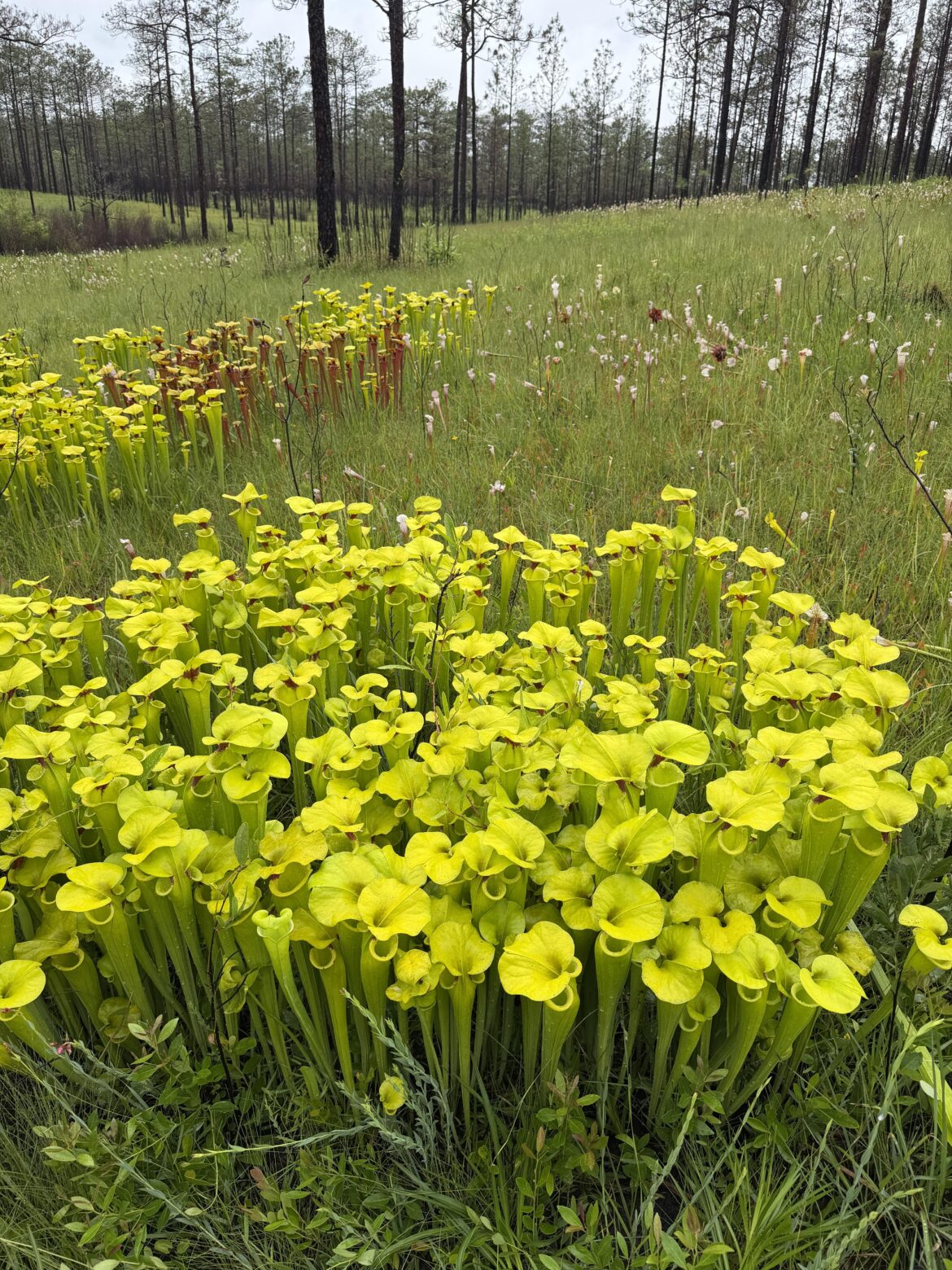 There’s just something magical about seeing wild Sarracenia after a fresh burn. There’s just something magical about seeing wild Sarracenia after a fresh burn.