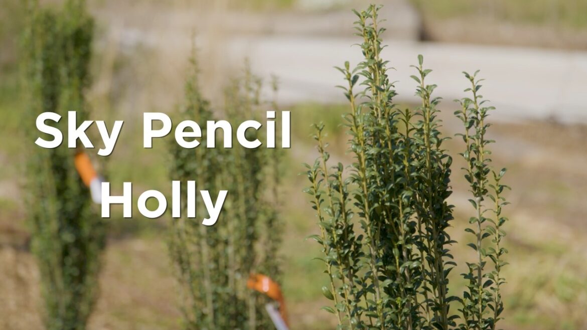 The Ultimate Vertical Garden Hack: Sky Pencil Japanese Holly The Ultimate Vertical Garden Hack: Sky Pencil Japanese Holly