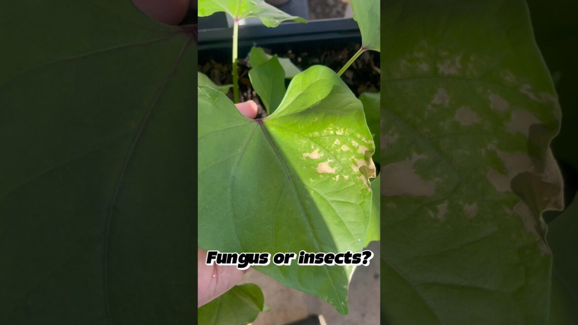 Have you experienced this common plant issue? #shorts #gardening #smallspacegarden #tinygarden